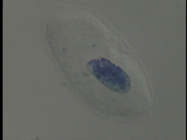 protist image