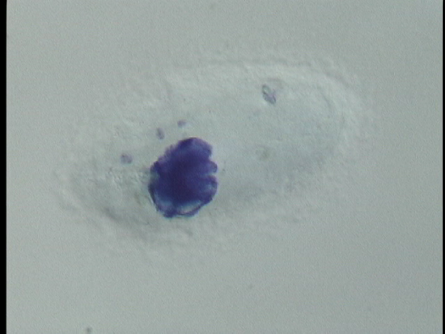 protist image