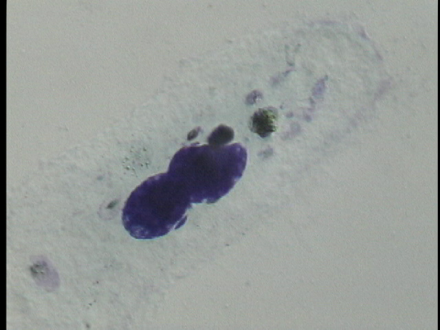 protist image