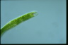 Euglena ehrenbergii