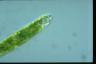 Euglena ehrenbergii