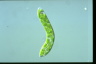 Euglena deses