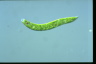 Euglena deses