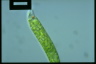 Euglena deses