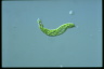 Euglena deses