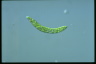 Euglena deses