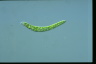 Euglena deses