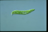 Euglena deses