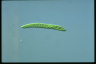 Euglena deses