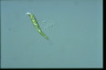 Euglena deses