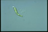 Euglena deses