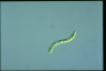 Euglena deses