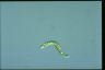 Euglena deses