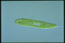 Euglena spirogyra