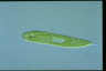 Euglena spirogyra