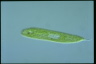 Euglena spirogyra