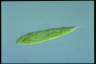 Euglena spirogyra