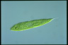 Euglena spirogyra