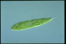 Euglena spirogyra