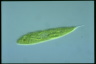 Euglena spirogyra