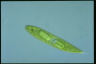 Euglena spirogyra