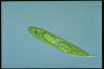 Euglena spirogyra