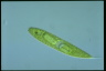 Euglena spirogyra