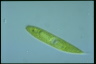 Euglena spirogyra