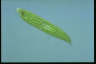 Euglena spirogyra