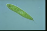 Euglena spirogyra