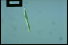 Euglena mutabilis