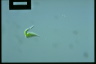 Euglena mutabilis