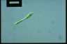 Euglena mutabilis