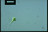 Euglena mutabilis