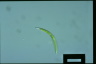 Euglena mutabilis