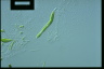 Euglena mutabilis