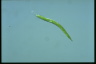 Euglena mutabilis