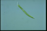 Euglena mutabilis