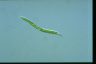 Euglena mutabilis