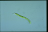 Euglena mutabilis