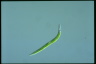 Euglena mutabilis