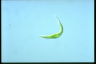 Euglena mutabilis