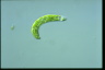 Euglena deses