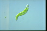 Euglena deses