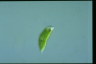 Euglena