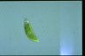 Euglena