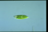 Euglena