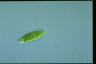 Euglena