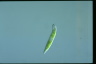 Euglena