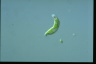 Euglena